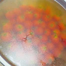 ミニトマトを浸けた水が全体に白く濁っている様子